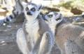 屋内型ふれあい動物園「アニタッチ アクアシティお台