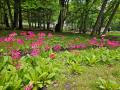 静かな森に咲く可憐な花「クリンソウ」　日本有数の群