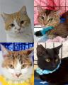 “運命の出会い”を待つ猫たちが、WHATAWONへ。保護猫譲