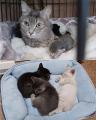 “運命の出会い”を待つ猫たちが、WHATAWONへ。保護猫譲