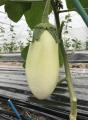 「大阪産なす」を使った特別メニューを数量・期間限定