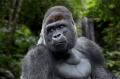 5月25日はアフリカの日。小さいふクアトロガッツ、コ 5月25日はアフリカの日。小さいふクアトロガッツ、コ