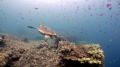 【海洋環境や生態系の大切さ保全の方法を考える】6月8 【海洋環境や生態系の大切さ保全の方法を考える】6月8