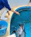 【下田海中水族館】水族館の鯵祭（あじさい）開催！？