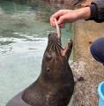 【下田海中水族館】水族館の鯵祭（あじさい）開催！？