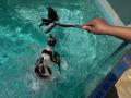 【下田海中水族館】水族館の鯵祭（あじさい）開催！？