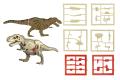 骨はもちろん臓器パーツも！？ド迫力の「ティラノサウ