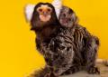 屋内型ふれあい動物園「アニタッチ 東京ドームシティ
