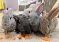 屋内型ふれあい動物園「アニタッチ 東京ドームシティ