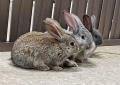 屋内型ふれあい動物園「アニタッチ 東京ドームシティ