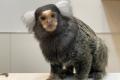 屋内型ふれあい動物園「アニタッチ 東京ドームシティ