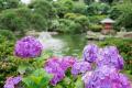 【茨城県｜水戸プラザホテル】あじさい彩る、初夏の水