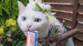 いなばペットフード　全国の猫ちゃんが続々登場！2026