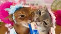 いなばペットフード　全国の猫ちゃんが続々登場！2026