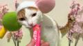 いなばペットフード　全国の猫ちゃんが続々登場！2026