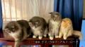 いなばペットフード　全国の猫ちゃんが続々登場！2026