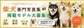 【期間限定】電子書籍版が無料で読める！柴犬だらけ写