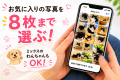 【期間限定】電子書籍版が無料で読める！柴犬だらけ写