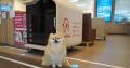愛犬の「車内放置」や「熱中症」を防ぐ！旭化成ホーム