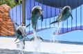 白浜の夏を、ペンギンが凍らせる！？真夏の『ワイルド