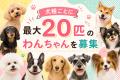 【新刊発売】全国の“うちのこ”が大集合!ふわふわポメ 【新刊発売】全国の“うちのこ”が大集合!ふわふわポメ