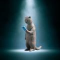 【スマホ人生】スマホを手放せない動物たちのガチャガ