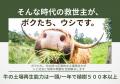 【命をインフラへ】既存市場でコストと見なされた牛を 【命をインフラへ】既存市場でコストと見なされた牛を