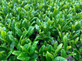 鹿児島県の茶園で高温乾燥資材「スキーポン」の実証試 鹿児島県の茶園で高温乾燥資材「スキーポン」の実証試