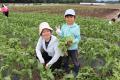 トウモロコシ畑の草取りや小松菜の収穫体験　昭和村「