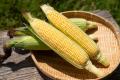 【毎年完売♪】ひと口目で感動する、夏だけの味わい。“