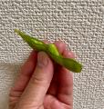 【埼玉県狭山市】旬の香りを食卓へ。狭山市で今年も自