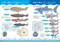 “サメの不思議”をとことんくらべる！　アクアワールド