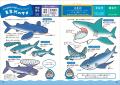 “サメの不思議”をとことんくらべる！　アクアワールド