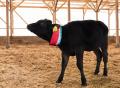 【USIMO】牛・馬の熱中症対策に、NEW接触冷感ネックク