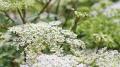 佐賀・玄海町産の和漢植物を使ったスキンケアブランド 佐賀・玄海町産の和漢植物を使ったスキンケアブランド
