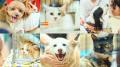 「パナソニック保護犬猫譲渡会2026」開催イベントレポ 「パナソニック保護犬猫譲渡会2026」開催イベントレポ