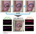 “まばたきする人工皮膚モデル”を開発~ 1日2万回の動 “まばたきする人工皮膚モデル”を開発~ 1日2万回の動