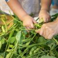 “夏先取り”イベント！産地直送の新鮮な朝採れ夏野菜が