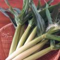 “夏先取り”イベント！産地直送の新鮮な朝採れ夏野菜が