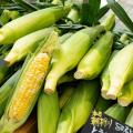 “夏先取り”イベント！産地直送の新鮮な朝採れ夏野菜が