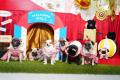 「じっとできない子大歓迎!」犬も飼い主も“無理をし 「じっとできない子大歓迎!」犬も飼い主も“無理をし