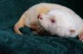 世界カワウソの日 World Otter Day2026に「カワutf-8 世界カワウソの日 World Otter Day2026に「カワutf-8