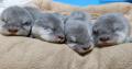 世界カワウソの日 World Otter Day2026に「カワutf-8 世界カワウソの日 World Otter Day2026に「カワutf-8