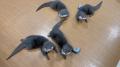 世界カワウソの日 World Otter Day2026に「カワutf-8 世界カワウソの日 World Otter Day2026に「カワutf-8