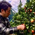 愛媛産ブラッドオレンジの風味をまとった本格クラフト 愛媛産ブラッドオレンジの風味をまとった本格クラフト
