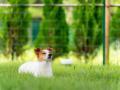 【日光で”愛犬旅”／新サービスの提供開始】愛犬との滞