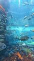 下田海中水族館で新 体験プログラム『大水槽おさかな 下田海中水族館で新 体験プログラム『大水槽おさかな