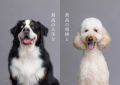 愛犬家向けライフスタイルマガジン『DOG LOVERS PRESS 愛犬家向けライフスタイルマガジン『DOG LOVERS PRESS
