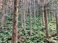日立システムズと群馬県森林組合連合会が実施した森林