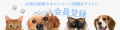 コメリの「Pet ami（ペットアミ）」から、夏を連想さ
